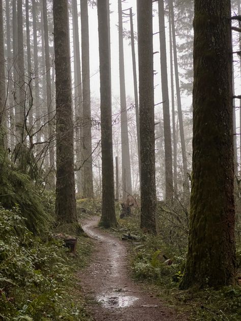 Gloomy Pictures, Rainy Landscape, Gloomy Day Aesthetic, Gloomy Forest, Rainy Forest, Rainy Forest Aesthetic, Rainy Woods Aesthetic, Rainy Day In The Forest, Dark Rainy Forest Aesthetic