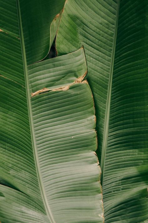 Banana Trees Landscape, Banana Tree Leaves, 4k Wallpaper Android, Banana Trees, 4k Phone Wallpapers, Healthy Coping Skills, Trees Landscape, Banana Tree, Banana Leaves