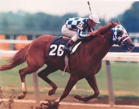 "In frenzied excitement he eats up the ground. He cannot stand still when the trumpet sounds".  Secretariat the greatest racehorse to ever grace us with his presence. Secretariat Horse, American Pharoah, Triple Crown Winners, The Great Race, Belmont Stakes, Thoroughbred Horse Racing, Horse Rescue, Big Horses, Thoroughbred Horse