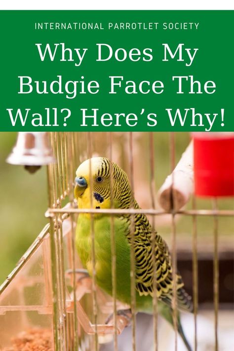 Why does my budgie face the wall? You may be wondering about this strange behavior of your pet and we have the answer right here! #budgie #cockatiel #internationalparrotletsociety #healthcare #africangrey #parrot #parrolet #parakeets #pet #bird #behavior https://internationalparrotletsociety.org/why-does-my-budgie-face-the-wall/ Budgie Cage Setup, Budgies Parrot, Budgie Cage, Parakeet Cage, Pet Bird Cage, Budgies Bird, Budgie Parakeet, Parakeets, Need Friends