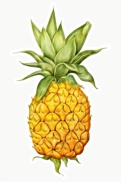 Pineapple illustration pencil colored style sticker design element | free image by rawpixel.com / manotang Pineapple Icon, Pineapple Vintage, Pineapple Drawing, Pineapple Painting, Pineapple Illustration, Fruit Art Drawings, Illustration Pencil, Fruits Drawing, Graphic Design Quotes