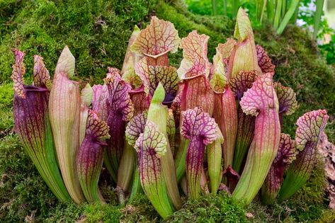 Extremely cold-hardy, Sarracenia purpurea (Pitcher Plant) is a carnivorous perennial prized for its evergreen, semi-erect, squat, green pitchers, up to 12 in. long (30 cm), flushed and veined burgundy-red. Unlike in erect pitcher plants, their lids do not shield the pitcher opening. It is erect, with a pair of lateral wings on each side. In spring, purple-red flowers, 2 in. across (5 cm), rise atop leafless stalks well above the pitchers. While Sarracenia pitchers usually live for a year, the pi Bug Eating Plants, Purple Pitcher Plant, Sarracenia Purpurea, Net Storage, Pitcher Plants, Bog Garden, نباتات منزلية, Sea Holly, Pitcher Plant