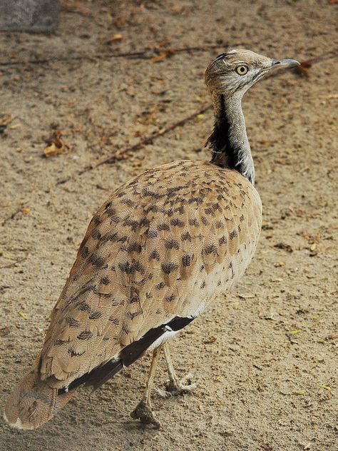 Houbara Bustard or Asian Houbara Bustard (Chlamydotis undulata) | by Kowari Houbara Bustard, All Birds, Birds Flying, Playing Card, Bird Species, Wild Birds, Bird Feathers, Bird Art, Wonderful Places