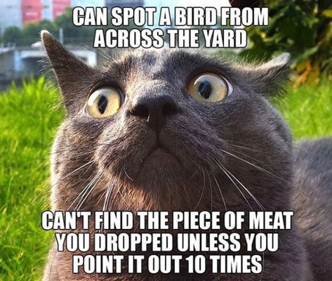 cat captions - Can Spot A Bird From Across The Yard Can'T Find The Piece Of Meat You Dropped Unless You Point It Out 10 Times Funny Cat Quotes Hilarious, Cat Owner Humor, Funny Cat Quotes, Quotes Hilarious, Cute Cat Memes, Cats Memes, Memes Hilarious, Kitten Pictures, Cat Owner