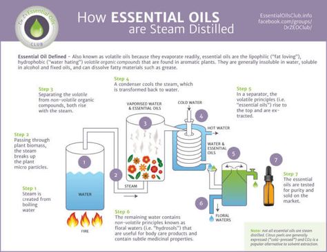 How to Distill Essential Oils - Learn DIY Tips | Natural Living Family with Dr. Z & Mama Z Cosmetic Laboratory, Oil Distiller, Nature Living, Essential Oil Distiller, Oils Essential, Essential Oil Extraction, What Are Essential Oils, Making Essential Oils, Distillation Process