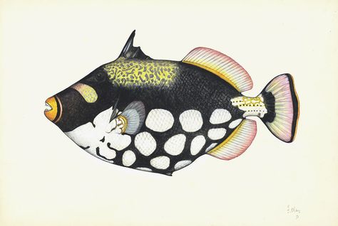 Big-spotted Trigger Fish, colour. Balistes conspicillum | Flickr Fish Pencil Drawing, Trigger Fish, Fauna Illustration, Colourful Fish, Trippy Painting, Fish Drawings, The Clown, Fish Painting, Colorful Fish