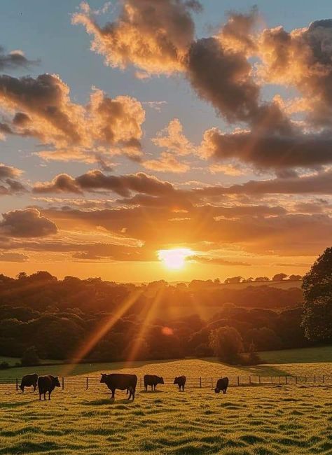 Cows And Sunsets, Cows On Field, Cows Grazing Fields, Farm Landscape Photography, Field With Cows, Moodboard Landscape, Cows In A Field, Cow Landscape, Cow Field