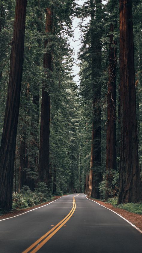 Trees, California, Empty Road, Tall Trees, The Forest, Voyage, Country Roads, Forest, Road