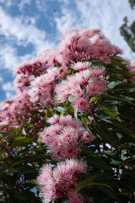 Australian Flower Garden, Australia Native Garden, Australian Native Garden Plants, Australian Native Garden Design Front Yards, Country Garden Australian, Australian Native Gardens, Native Garden Australia, Australian Native Garden Landscaping, Grevillea Garden