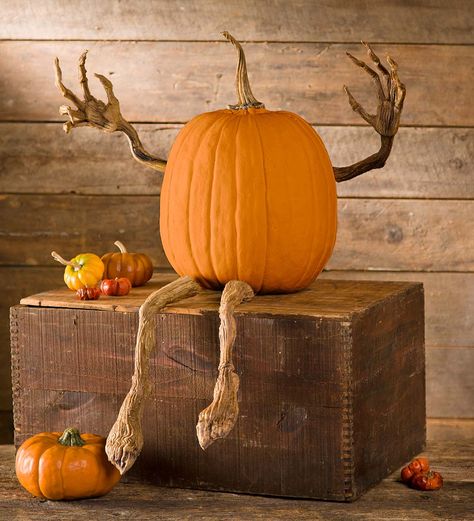 Add our Pumpkin Vine Arms and Legs to your pumpkins to bring an eerie touch to your Halloween decor!This four-piece set is a spooky-fun addition to your Halloween haunt. Two arms and two legs feature prongs that easily stick into real or faux pumpkins. Bend at the knuckles, wrists and knees to instantly give your pumpkin a creepy vibe and bring it to life.Great for a tabletop or front porch, this unique decoration is sure to start smiles and conversations year round! U Pasteles Halloween, Halloween Fotos, Craft Pumpkins, Pumpkin Vine, Yucca Plant, Whimsical Halloween, Decorating Diy, Faux Pumpkins, Outdoor Holiday Decor