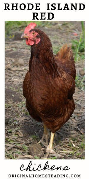 Raising Rhode Island Red Chickens: dual-purpose breed promo image Rhode Island Red Hen, Rhode Island Red Chickens, Meat Birds, Rhode Island Red, Red Chicken, Plymouth Rock, Laying Hens, Backyard Flocks, Egg Production