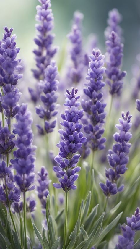 Lavender Images Flower, Lavender Branding, Lavender Blossom, Flowers Wild, A Gentle Reminder, Lavender Aesthetic, Relax And Unwind, Lavender Flower, Lavender Plant