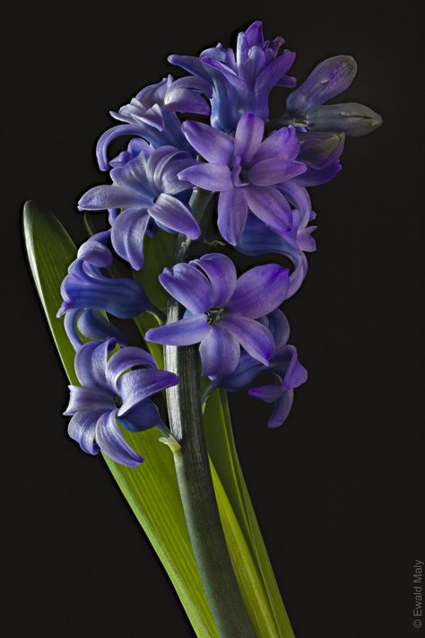 Hycanith Flower, Paper Flower Wedding, Hyacinth Flower, Flower Paint, Bouquet Paper, Hyacinth Flowers, Arte Cyberpunk, Canon Ef, Clay Flowers