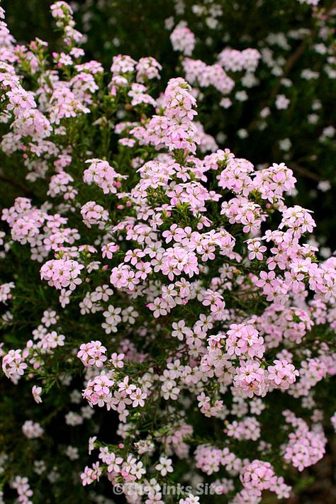 Diosmas are a very hardy plant that can provide a stunning feature in any garden and which also seem to tolerate climate extremes very well. Pink Flower Plant, Pink Garden Ideas, Hallie Core, Pink And White Garden, Pink Flowers Garden, Pink Flower Garden, River Garden, Pink Textile, Yard Flowers