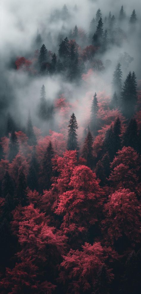 Red Gradient Aesthetic, Fantasy Wallpaper Magic, Red Forest Aesthetic, Red Nature Aesthetic, Red Magic Aesthetic, Red Forest Wallpaper, Deep Forest Aesthetic, Deep Forest Wallpaper, Mystical Forest Wallpaper