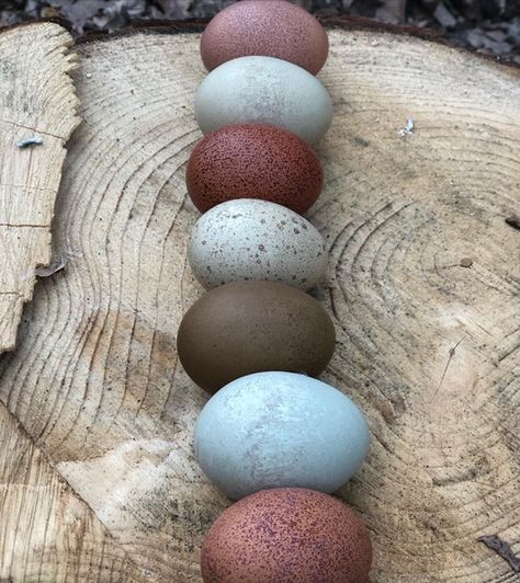 Olive Eggers, Egg Chart, Chicken Hatchery, Heritage Chicken Breeds, Olive Egger, Heritage Chickens, Collecting Eggs, Blue Chicken, Rabbit Cage