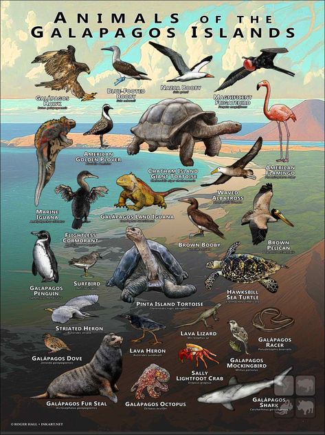 Poster featuring accurate illustrations of various species of animals native to the Galapagos Islands printed on matte, museum quality paper. Galapagos Islands Animals, Animal Science, Galapagos Islands, Animal Species, Animal Facts, Animal Posters, Zoology, Animal Tshirt, Large Animals