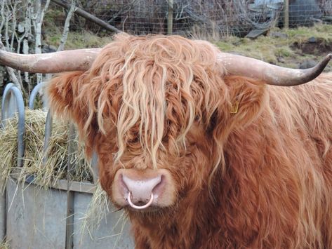 A Highland cattle bull with a nose ring Cow Nose Ring, Cow Nose, Highland Cow Painting, Scottish Cow, Highland Cow Art, Longhorn Cattle, Scottish Highland Cow, Fluffy Cows, Cute Goats