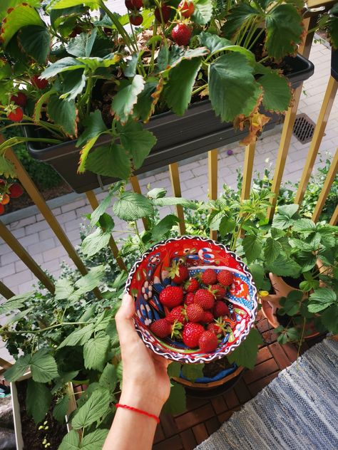 Plant Patio Apartment, Fruit And Veggie Garden Aesthetic, Balcony Edible Garden, Apartment Garden Aesthetic, Apartment Food Garden, Balcony Fruit Garden, Balcony Garden Vegetable, Balcony Container Garden, Indoor Strawberry Plant