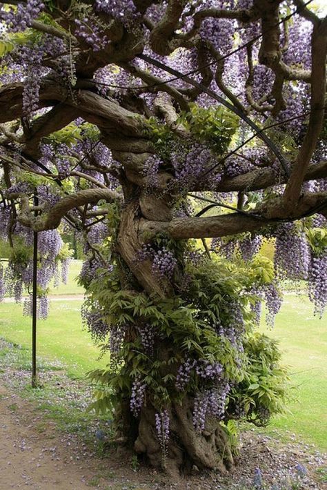 You can make your own Wisteria Tree..... Just plant wisteria at the base of a large pole, as it vines out, take the vines and wrap them around pole, up and down the pole...keep doing this as it grows and that pole with the tightly wrapped vines becomes a trunk. In a few years you will have a Wisteria tree! Wisteria Tree, Unique Trees, Nature Tree, Alam Yang Indah, Beautiful Tree, Dream Garden, Wisteria, Garden Inspiration, A Tree