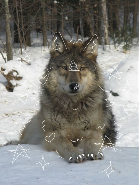 Grey wolf therian Wolf Therian Pfp, Fox Background, Wolf Therian, Therian Pfp, Pet Wolf, Werewolf Stories, Haflinger Horse, Maybe In Another Life, Wolf Spirit Animal