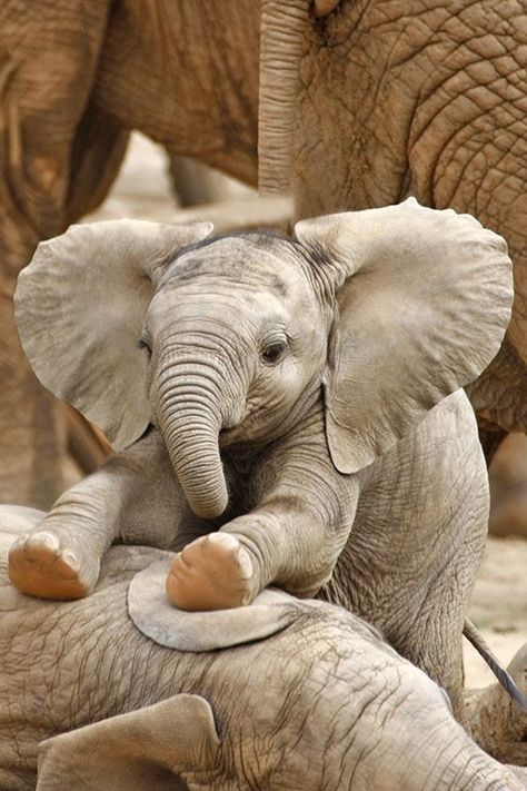 Elephant Photography, Elephant Pictures, Elephants Photos, Elephant Love, Elephant Lover, African Elephant, Cute Wild Animals, Cute Elephant