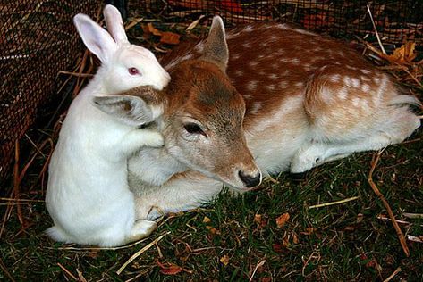 Deer Aesthetic, Baby Doe, Animal Hugs, Bunny Aesthetic, Bambi And Thumper, Deer Pictures, Animals Friendship, Pretty Animals, Silly Animals