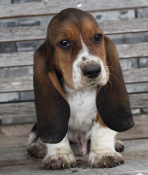 Bassett Hound Puppy, Miniature Basset Hound, Baby Basset Hound, Basset Hound Puppies, Hound Dog Puppies, Dog Car Travel, Basset Puppies, Hound Dogs, Basset Hound Puppy