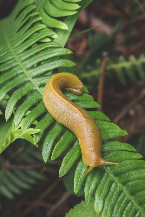 Banana Slugs, Banana Slug, Pictures Of Insects, Molluscs, Animal Medicine, Cool Bugs, Material Things, Therapy Animals, Sea Slug