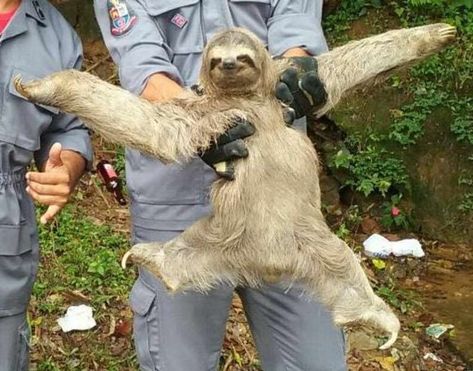 Happy Sloth Strikes A Perfect Pose After Getting Rescued - The Dodo Funny P, Funny Baby Memes, Sloths Funny, Kids Laughing, Baby Memes, Jokes For Kids, Morning Humor, Funny Animal Memes, Funny Relationship