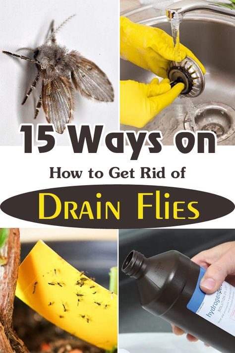 How To Get Rid Of Knats In The Sink, Fruit Fly Drain Cleaner, Getting Rid Of Drain Flies, How To Get Rid Of Drain Flies In House, How To Get Rid Of Gnats In Sink Drain, How To Get Rid Of Nats In The Drain, How To Get Rid Of Fruit Flies In Drain, Sewer Flies How To Get Rid Of, Drain Fly Remedy