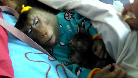 Shaki the monkey sleeps with a kitten that she rescued just two days earlier. Incredible! Monkey Sleeping, Ugly Monkey, Sleeping Together, Monkey Girl, Kitten Rescue, Favorite Animal, Primates, Monkeys, Pigs