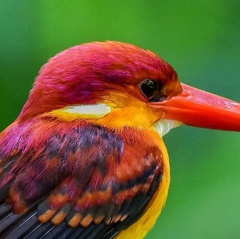 B I R D S O N E A R T H on Instagram: "Rufous-backed Kingfisher By:@ardpixtures @birdsonearth" Kingfisher, A R, Birds, On Instagram, Instagram