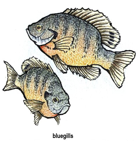 Bluegill Fish, Fish Paintings, Tattoos Pinterest, Image Of Fish, Toy Chests, American Birds, Fish Silhouette, Fish Clipart, Fish Artwork