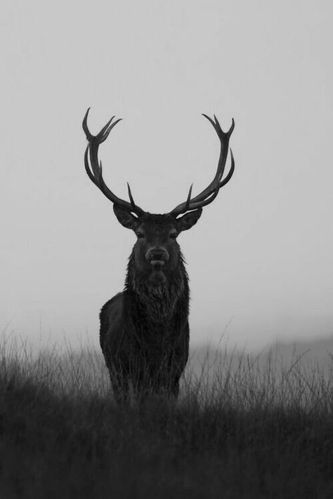 숲 사진, Regnul Animal, A Deer, Animal Photo, Nature Animals, 귀여운 동물, White Photography, Beautiful Creatures, Black And White Photography