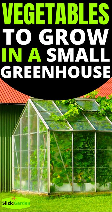 Small Greenhouse Set Up, Small Greenhouse Set Up Inside, Small Greenhouse Interiors, Small Greenhouse Diy, Mini Greenhouse Ideas, Greenhouses, What To Grow In Greenhouse In Summer, Inside Greenhouse Ideas, Small Greenhouse Ideas