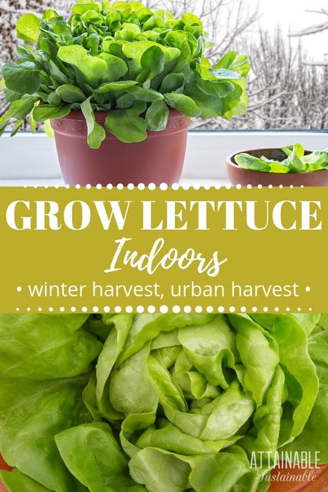 Try your hand at growing lettuce indoors! You can have fresh salad greens year round by adopting the idea of growing an inside garden. Growing lettuce indoors is easy, but it does have some specific requirements. Follow these guidelines for successfully growing lettuce indoors.  #garden #growingfood #urbangardening Indoor Lettuce Growing, Indoor Veggie Garden Diy, Growing Salad Greens Indoors, Growing Greens Indoors, Growing Plants Indoors Vegetables, Indoor Vegetable Gardening Setup, Indoor Lettuce Garden, Indoors Garden, Lettuce Garden