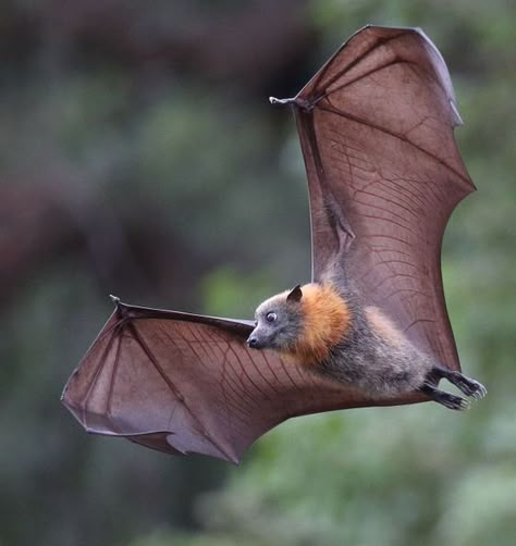 Animal Structure, Animals Posing, Bat Facts, Fox Bat, Bat Flying, Bat Costume, Flying Fox, Bat Tattoo, Fruit Bat