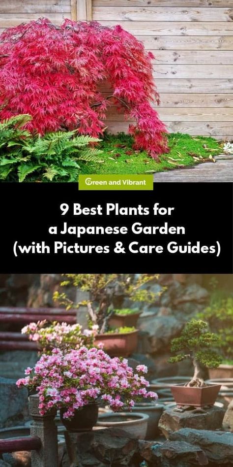 Japanese gardens are designed to focus on meditation, contemplation, and a calming atmosphere. They allow the user to draw inspiration from natural elements, such as water, stone, sand, and living plants. Small Japanese Garden Ideas, Zen Garden Plants, Diy Japanese Garden, Japanese Garden Backyard, Japanese Garden Style, Japanese Garden Plants, Home Garden Ideas, Japanese Plants, Garden Patch