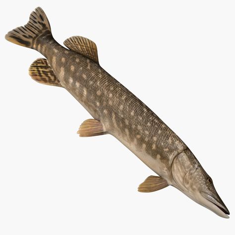 Pike Fish 3D Model #AD ,#Pike#Fish#Model Fish Decoys, Pike Fish, Fish Carving, Fish Model, Flyer Design Layout, Fishing Bobber, Pike Fishing, Carving Patterns, Fish Sculpture