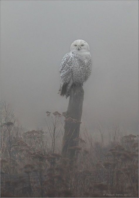 Character Planning, Outdoors Quotes, Snowy Owls, Owl Photography, Grey Matter, Snow Owl, Great Grey Owl, Barred Owl, Writing Board