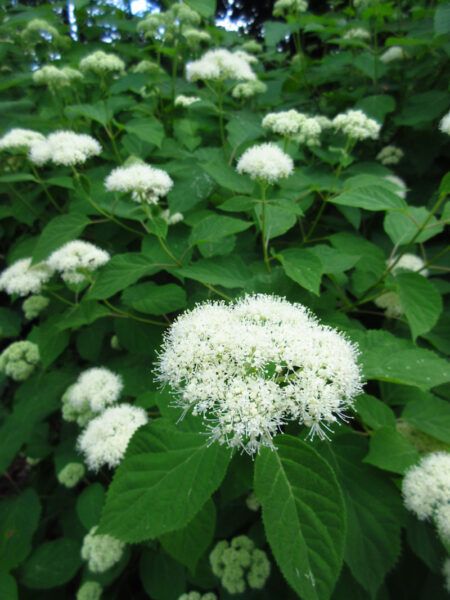 Hydrangea arborescens / Wild Hydrangea – Wild Ridge Plants Front Yard Hydrangea, Sphinx Moth, Hydrangea Arborescens, Plant Catalogs, Planting Hydrangeas, Small Yard, Nature Garden, Plant Nursery, Container Plants