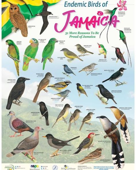 My-Island-Jamaica.com on Instagram: "Did you know that there are 31 birds in Jamaica that are (endemic) found nowhere else on earth!😲 And that includes the (as we know them) Jamaican pattoo, the grass quit, the woodpecker etc. Amazing isn't it? 👍Salute @birdlifejamaica #endemic #jamaican #birdsofJamaica #fauna #birds" Jamaica Facts, Jamaica People, Jamaica Culture, Jamaica History, Caribbean Fashion, Types Of Butterflies, Bird Facts, Wildlife Biologist, Jamaican Culture