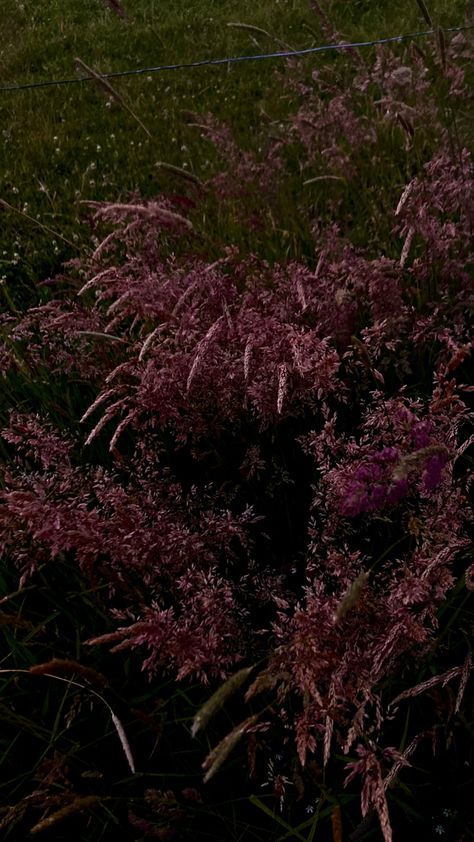 Heathercore Aesthetic, Dark Wildflowers, Aesthetic Wildflowers, Fools Journey, Pressing Flowers, Dark Forest Aesthetic, Forest Aesthetic, Wildflower Field, Dark Forest