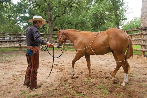 Weanling Horse, Yearling Horse Training, Weanling Horse Training, Craig Cameron, Foal Training, Training A Yearling Horse, Lunging Horse, Western Horsemanship Patterns, Western Horse Training