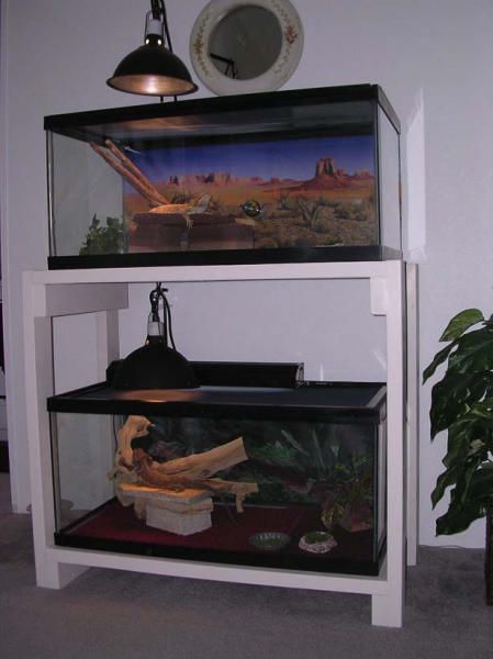 kingsnake.com photo gallery > Cages, Terrariums, Ponds, Aquariums > Completed Double tank Stand Terrarium Stand Reptile, Reptile Tank Stand Diy, Reptile Stand Ideas, Tank Stand Ideas, Aquarium Stand Ideas, Reptile Tank Stand, 20 Gallon Aquarium Stand, Dart Frog Terrarium, Snake Cage