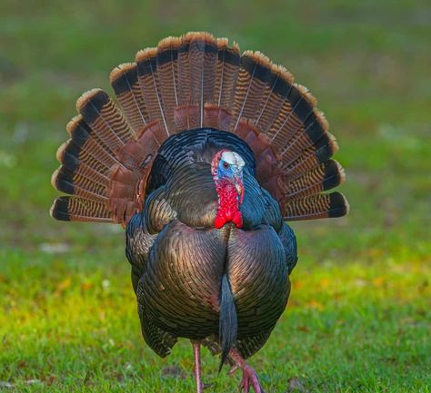 Live Turkey Pictures, Turkey Photos Bird, Turkey Tattoos, Wild Turkey Painting, Ocellated Turkey, Wild Turkey Recipes, Turkey Landscape, Turkey Pics, Pictures Of Turkeys