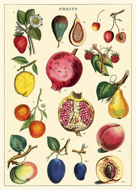 Paper Fruit, Fruits Images, Vintage Tea Towels, Illustration Botanique, Fruit Illustration, Scientific Illustration, Hanging Posters, Botanical Drawings, Vintage Botanical