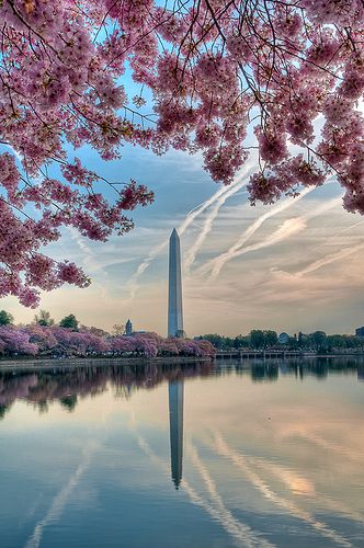 Cherry Blossoms around the Tidal Basin in Washington, DC. HDR processed with Photomatix and adjustments in Color Efex Pro. Cherry Blossom Dc, Visit Dc, Cherry Blossom Trees, Blossom Season, Washington Dc Travel, Cherry Trees, Dc Travel, Washington Monument, Happy Times