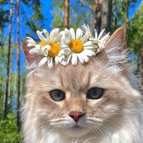 Enchanted Living on Instagram: "How glamorous is @umasiberian? 🌼" Profile Photos Aesthetic, Pic Of Cat, Cute Aesthetic Animals, Animal Widgets, Animales Aesthetic, Cute Pictures For Instagram, Flower Profile, Gatos Aesthetic, Cute Animal Pics